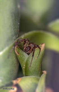 Spider  Geotagged,Netherlands,Spring