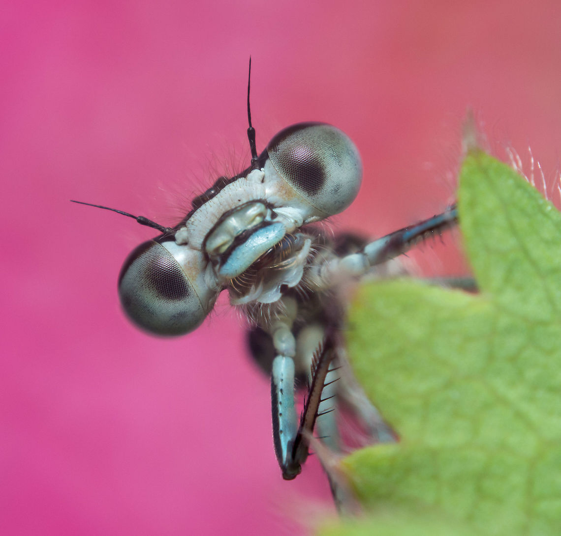 Azure Damselfly This is a handheld stack of 2 images made with a 50mm reversed on some extension tubes.  Azure Damselfly,Coenagrion puella,Geotagged,Netherlands,Spring