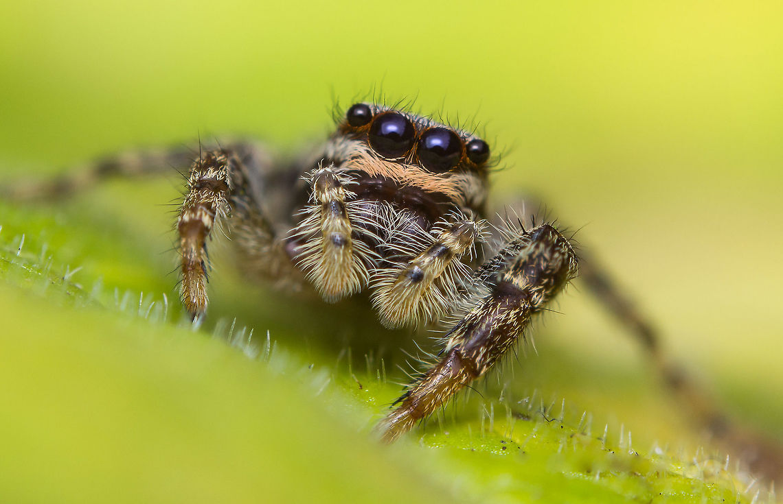 Marpissa muscosa Made with a 50mm reversed on some extension tubes. Geotagged,Marpissa muscosa,Netherlands,Summer