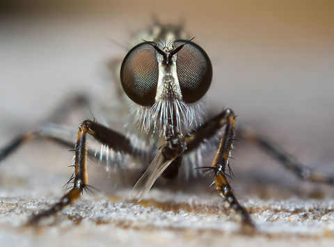 Robber fly with prey These assassins are incredibly skittish and unfortunately I couldn't manage to get a third shot to get his prey in focus.
Made with a 50mm reversed on some extension tubes.  Geotagged,Netherlands