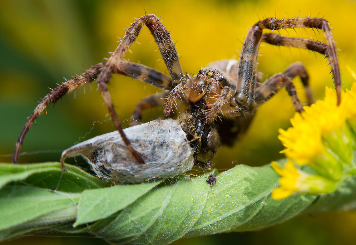 Bee for Breakfast Spotted this monster and his prey in my garden.<br />
<br />
Single exposure with a reversed 50mm.<br />
<br />
Click on the photo for more detail. Araneus diadematus,European garden spider,Geotagged,Netherlands,Summer