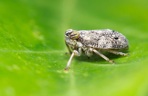 Issus coleoptratus These poor little guys were being chased by jumping spiders all day long!

2 handheld shots with a reversed 50mm on extension tubes stacked in Zerene Stacker. Geotagged,Issus coleoptratus,Netherlands,Summer