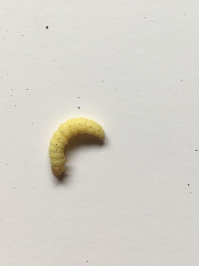 Yellow caterpillar or bug? Found in silk-like &lsquo; tunnel&rsquo; in masses in old wooden shed  Geotagged,United Kingdom,Winter