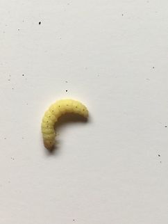 Yellow caterpillar or bug? Found in silk-like &lsquo; tunnel&rsquo; in masses in old wooden shed  Geotagged,United Kingdom,Winter