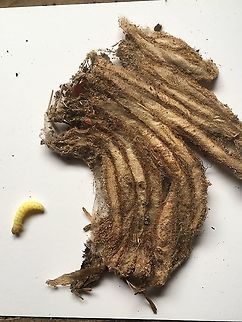 Strange cocoons and caterpillar Tunnel-like cocoons found in old shed at local allotments.   They were between two pieces of wood that look as if they have been nibbled or drilled. The cocoon things were eventually found all over the shed, in the roof and under the floor.  
Inside a very tough fibrous, almost silky tunnel was the yellow caterpillar. Any ideas please.   Geotagged,United Kingdom,Winter