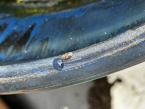 Tiny bug in my garden. Possibly Kleidocerys? Found this quite slow moving ( or very obliging) bug on the dye of a rather neglected water plant bowl. Not sure if I’ve identified it correctly but thought I’d give it a go!  Taken with iPhone 14promax Geotagged,Spring,United Kingdom