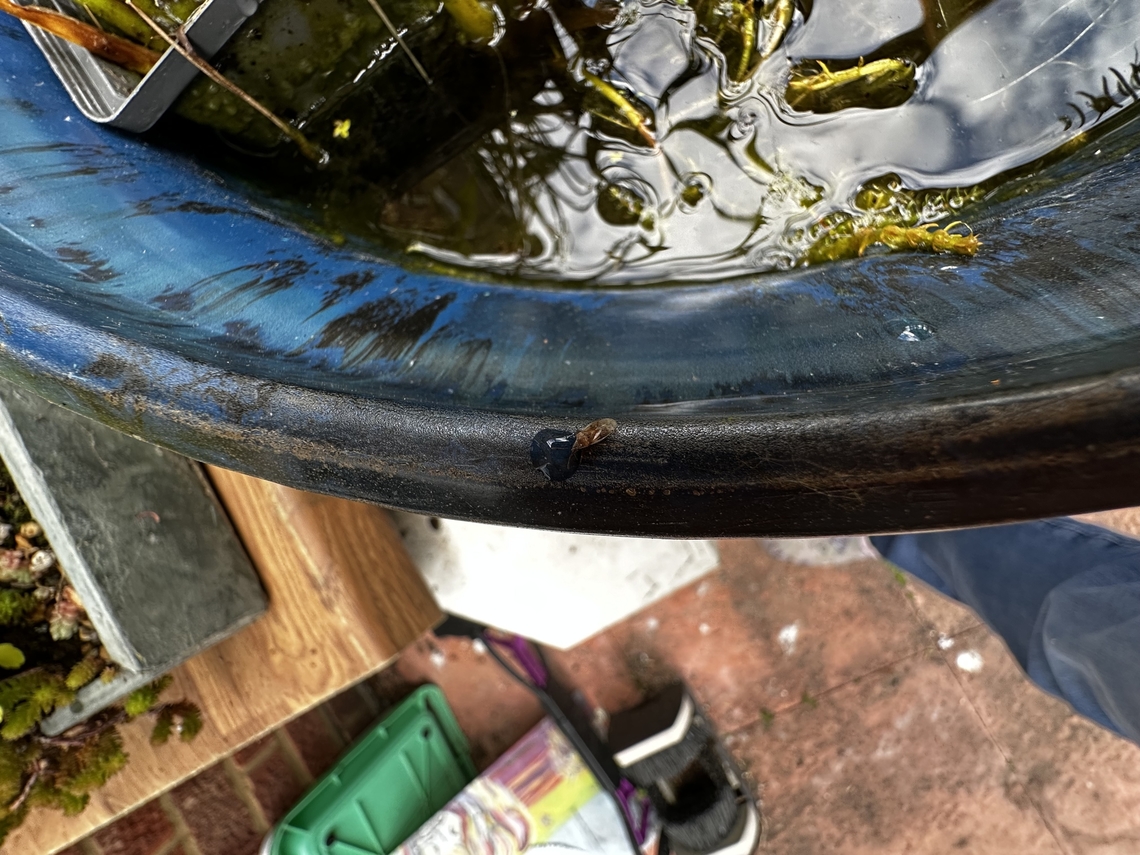 Tiny bug. Kleidocerys Not quite as focussed as my previous photo but showing the bug next to a drop of water. I&rsquo;d be interested to knoew a true identification please.  Geotagged,Spring,United Kingdom