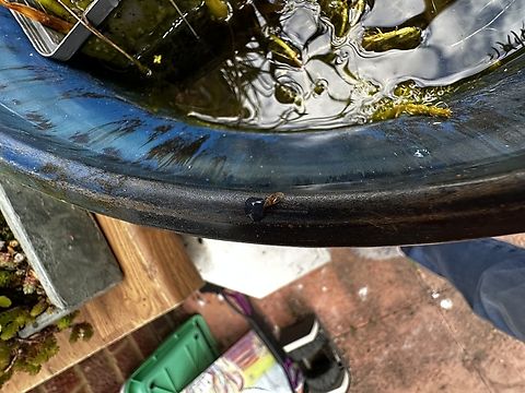 Tiny bug. Kleidocerys Not quite as focussed as my previous photo but showing the bug next to a drop of water. I&rsquo;d be interested to knoew a true identification please.  Geotagged,Spring,United Kingdom