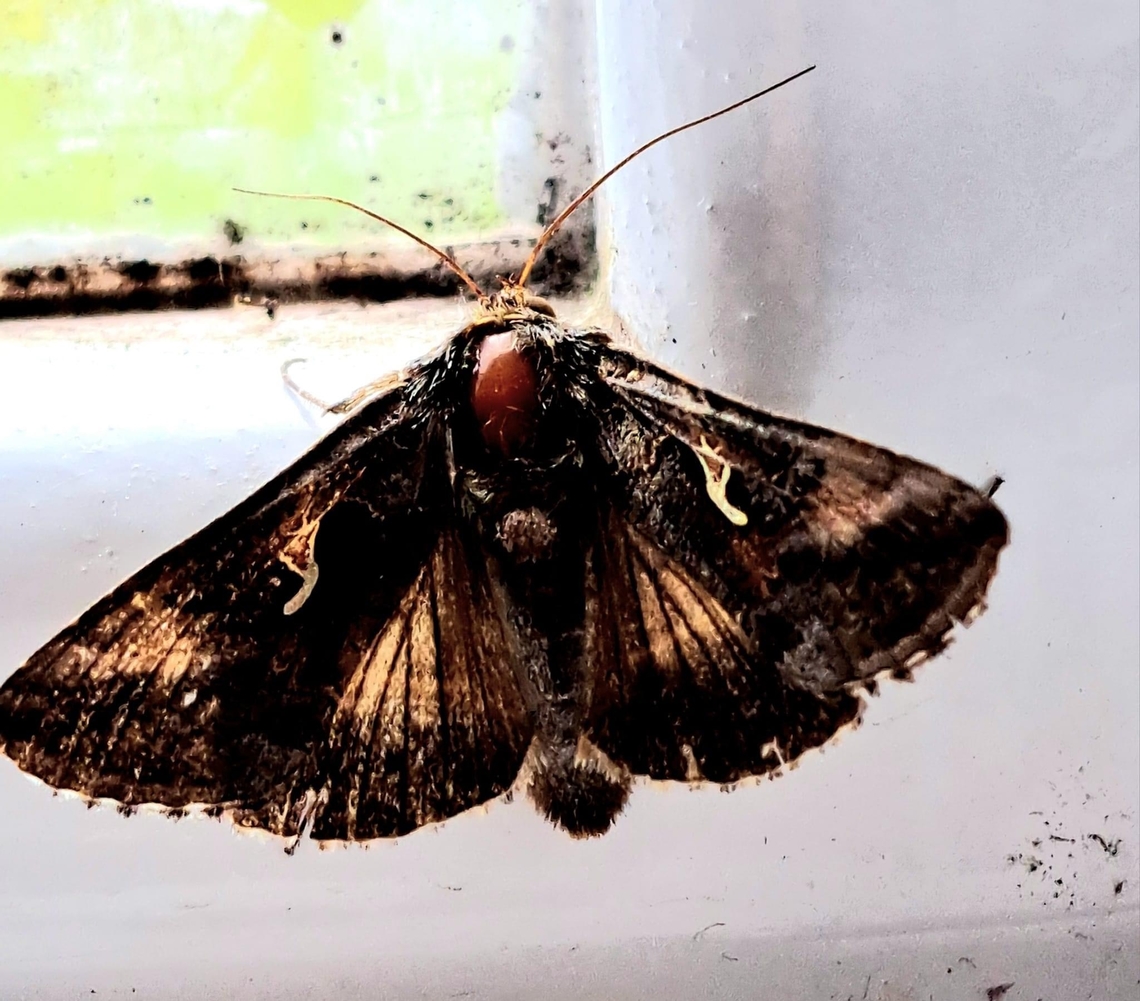 Moth from my friend’s garden. Is this a Silver Y moth?  Geotagged,Moth  July Essex.  England,United Kingdom