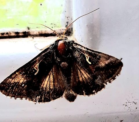 Moth from my friend’s garden. Is this a Silver Y moth?  Geotagged,Moth  July Essex.  England,United Kingdom