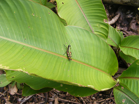 Tetrataenia surinama Found during a walk into the Amazon Rainforest.  Amazon Rainflorest,Cricket,Ecuador,Fall,Geotagged