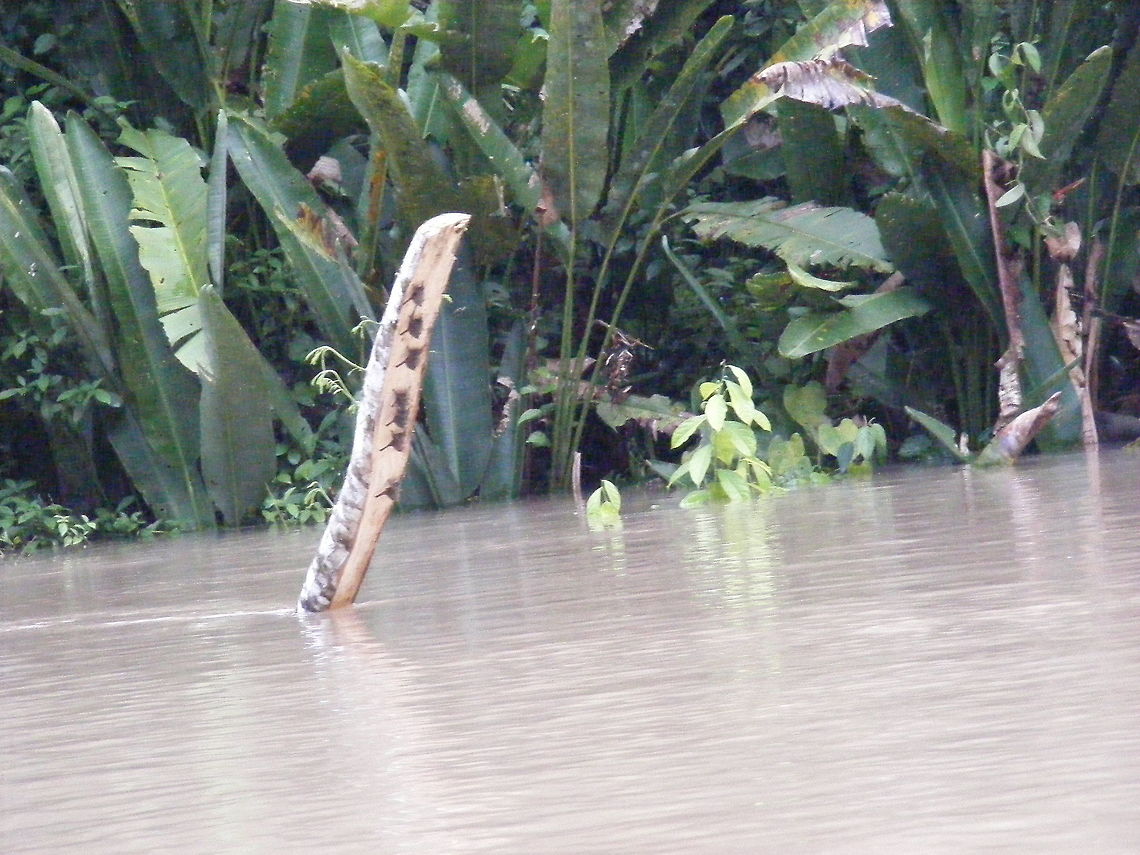 Tiny Fishing Bats  Ecuador_2009_047 These were spotted while we were drifting silently along a tributary in the Amazon Basin.