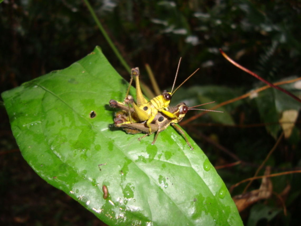 two crickets A male and a female?<br />
Or one cricket about to devour another?<br />
Caught during a walk in the rainforest