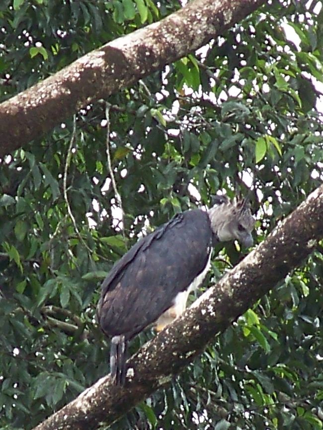 Harpy Eagle A top predator.. Our guides were so excited to see this. They had not seen one before.   We sat for what seemed liked a very long time before the bird looked at us as if to say Now you&#039;ve seen me I&#039;m going. And he(or she) flew away! Ecuador,Fall,Geotagged,Harpia harpyja,Harpy Eagle