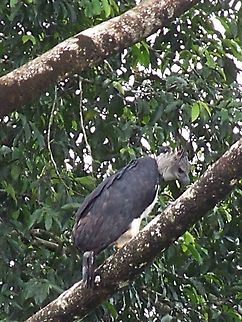 Harpy Eagle A top predator.. Our guides were so excited to see this. They had not seen one before.   We sat for what seemed liked a very long time before the bird looked at us as if to say Now you've seen me I'm going. And he(or she) flew away! Ecuador,Fall,Geotagged,Harpia harpyja,Harpy Eagle