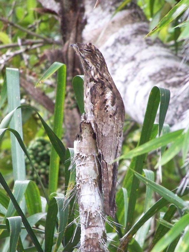camouflaged bird. potoo? It took a long time to see this bird. It just sat there. Our guide said it would stay motionless all day. In the full photo it is extremelt difficult to see. Amazon rainforest,Common pooto,Ecuador,Fall,Fall Ecuador,Geotagged,Nyctibius griseus