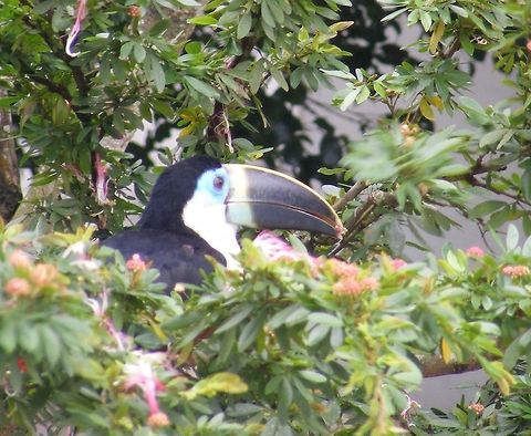 White- throated Toucan Spotted in Riverside bushes  from a canoe. Rather dull colourings so possibly a juvenile.   Ramphastos tucanus,White-throated Toucan Ecuador