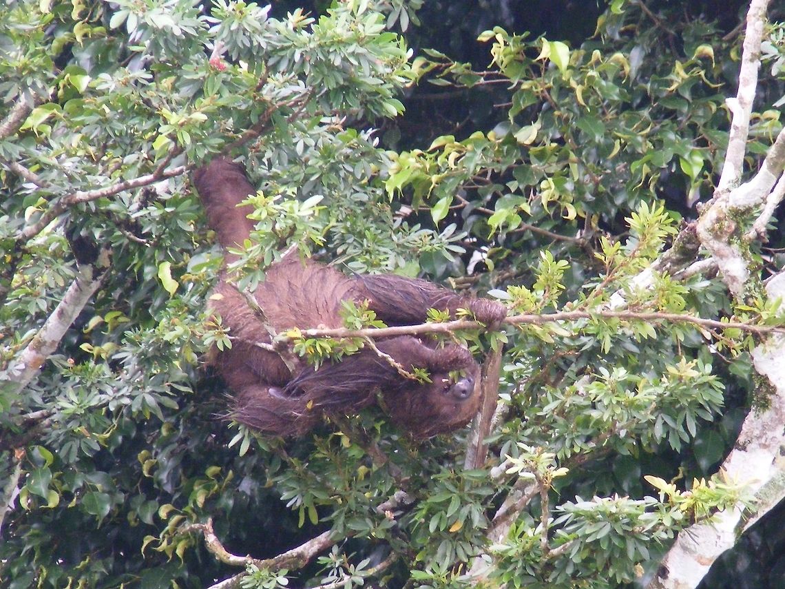 Two-toed sloth Sloth eating in tree Choloepus didactylus,Ecuador,Fall,Geotagged,Linnaeuss two-toed sloth,Peru,Rainforest,Sloth