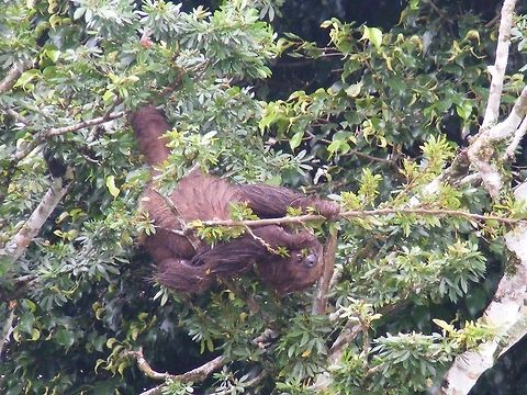 Two-toed sloth Sloth eating in tree Choloepus didactylus,Ecuador,Fall,Geotagged,Linnaeuss two-toed sloth,Peru,Rainforest,Sloth