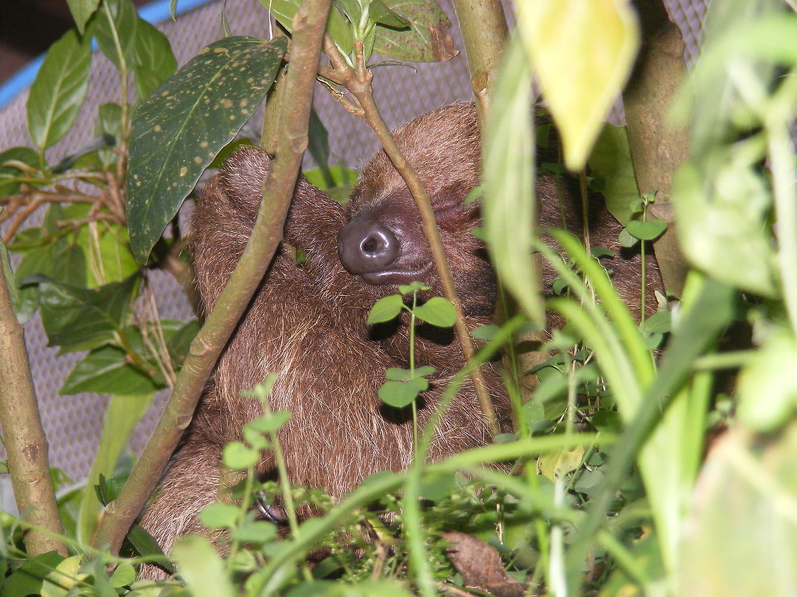 Sloth Sleepy fellow Bradypus variegatus,Brown-throated sloth,Ecuador,Fall,Geotagged