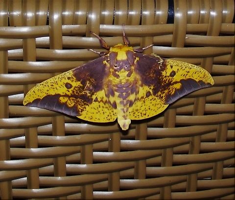 A beautiful Imperial Moth. A gorgeously patterned Moth,  yellow- gold with brown markings..  
It would be well camouflaged in the rainforest with its markings  Eacles imperialis,Ecuador,Imperial moth,rainforest