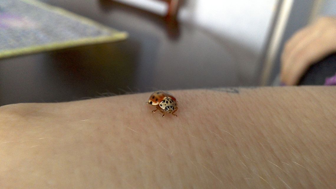 Harlequin ladybird Harmonia axyridis is a &quot;typical&quot; coccinellid beetle in shape and structure, being domed and having a &quot;smooth&quot; transition between its elytra (wing coverings), pronotum, and head. It occurs in three main color forms: red or orange with black spots (known as form succinea); black with four red spots (form spectabilis); and black with two red spots (form conspicua). However, numerous other forms have also been recorded, particularly in the native range. The beetle is typically large for a coccinellid (5.5&ndash;8.5 mm long) and even more dome-shaped than native European species. These characteristics distinguish H. axyridis from native species in the UK.<br />
<br />
A useful informal clue for distinguishing this species from most other Coccinellidae is that the pronotum of the succinea colour forms of Harmonia axyridis has white markings that typically define an &quot;M&quot;-shaped black area, as seen on a beetle resting head-upwards (or &quot;W&quot;-shaped if it is head-down).[4][5] This is most obvious in the common 19 spot form, less obvious in some of the less common varieties,[6] but works well as a rule of thumb. They always have reddish-brown legs and are obviously brown on the underside of the abdomen, even in the melanic colour forms.[2] Coccinellidae,Coccinellinae,Coleoptera,Cream-streaked Ladybird,Geotagged,Harmonia,Harmonia quadripunctata,Ladybird,Spring,United Kingdom