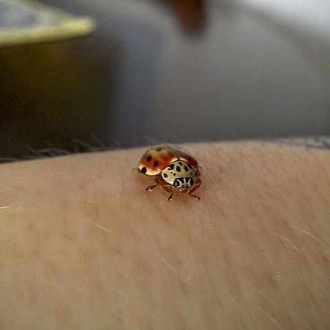 Harlequin ladybird Harmonia axyridis is a "typical" coccinellid beetle in shape and structure, being domed and having a "smooth" transition between its elytra (wing coverings), pronotum, and head. It occurs in three main color forms: red or orange with black spots (known as form succinea); black with four red spots (form spectabilis); and black with two red spots (form conspicua). However, numerous other forms have also been recorded, particularly in the native range. The beetle is typically large for a coccinellid (5.5&ndash;8.5 mm long) and even more dome-shaped than native European species. These characteristics distinguish H. axyridis from native species in the UK.

A useful informal clue for distinguishing this species from most other Coccinellidae is that the pronotum of the succinea colour forms of Harmonia axyridis has white markings that typically define an "M"-shaped black area, as seen on a beetle resting head-upwards (or "W"-shaped if it is head-down).[4][5] This is most obvious in the common 19 spot form, less obvious in some of the less common varieties,[6] but works well as a rule of thumb. They always have reddish-brown legs and are obviously brown on the underside of the abdomen, even in the melanic colour forms.[2] Coccinellidae,Coccinellinae,Coleoptera,Cream-streaked Ladybird,Geotagged,Harmonia,Harmonia quadripunctata,Ladybird,Spring,United Kingdom