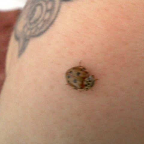 Imigrant Harlequin ladybird? Rather unfocussed biut showing a fairly large number of spots  Found on the back of a sofa recently delivered from China.  It could have flown in from my garden but I've never seen one before.  Coccinellidae,Coccinellinae,Coleoptera,Cream-streaked Ladybird,Geotagged,Harmonia,Harmonia quadripunctata,Ladybird,Spring,United Kingdom