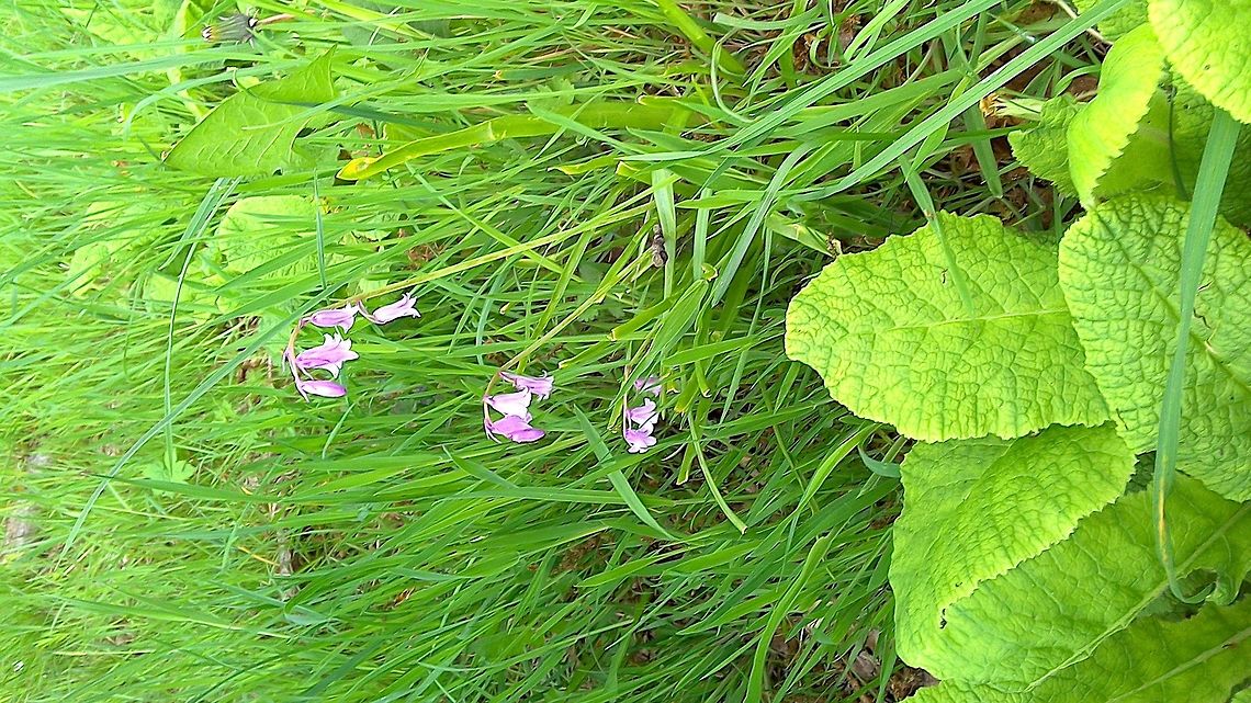 English bluebells showing pink variation Close-up of pink bluebells.  Sorry the picture has turned itself round. Found during a walk in Fairhaven Gardens Norwich    Common bluebell or English bluebell,Hyacinthoides non-scripta,Spring,gardens,woods