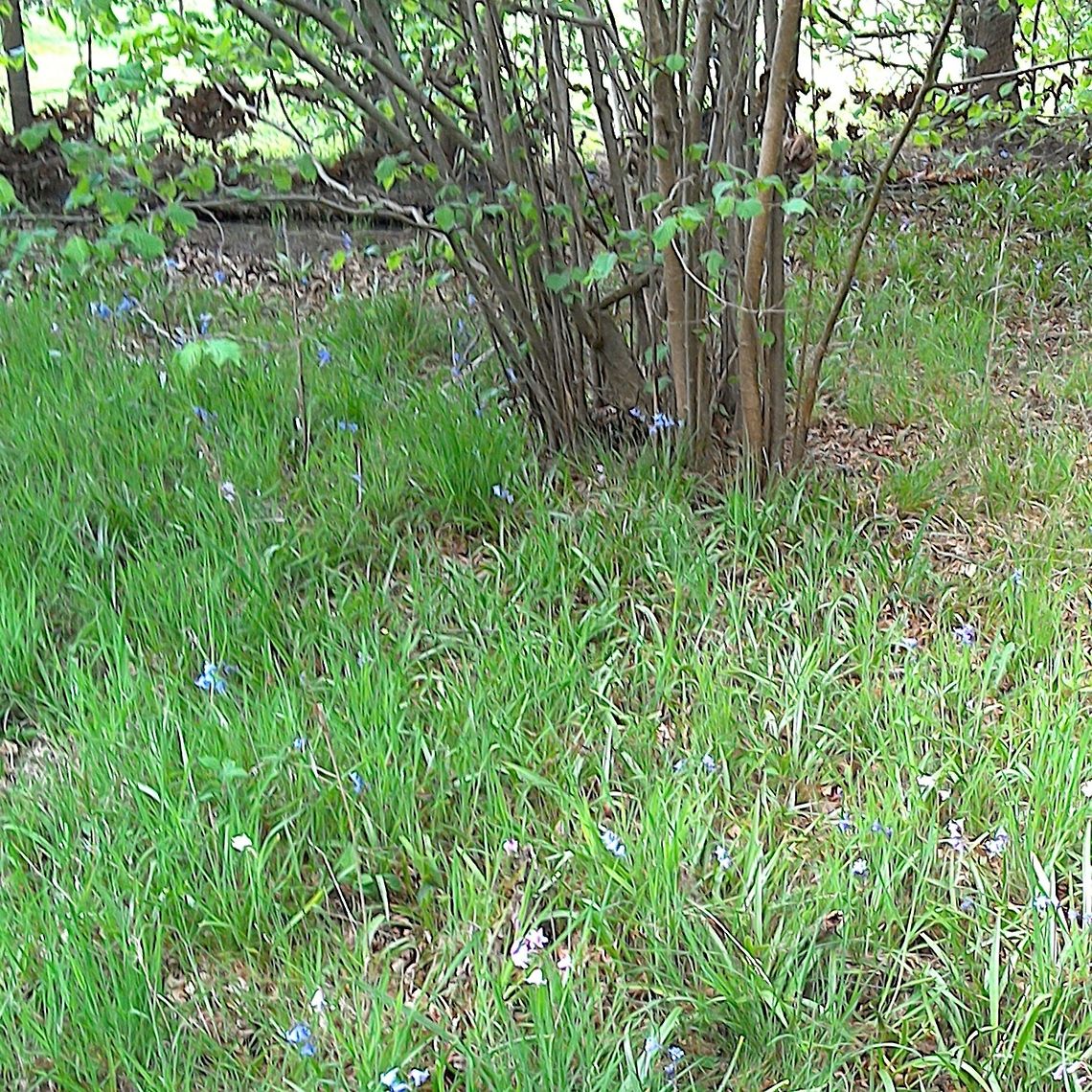 Pink and blue  English Bluebells. Beautiful profusion of Spring bluebells seen in an English Woodland. Scientific classification e<br />
Kingdom: Plantae<br />
Clade: Angiosperms<br />
Clade: Monocots<br />
Order: Asparagales<br />
Family: Asparagaceae<br />
Subfamily: Scilloideae<br />
Genus: Hyacinthoides<br />
Species: H. non-scripta England,English oak,Geotagged,Hyacinthoides non-scripta,Quercus robur,Spring,United Kingdom,Woods