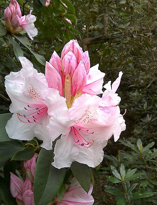 Beautiful pink rhododendron Couldn't resist taking a photo of this beautiful blossom growing in an English Woodland Garde n! England,Spring,Woodland