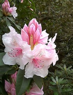 Beautiful pink rhododendron Couldn't resist taking a photo of this beautiful blossom growing in an English Woodland Garde n! England,Spring,Woodland