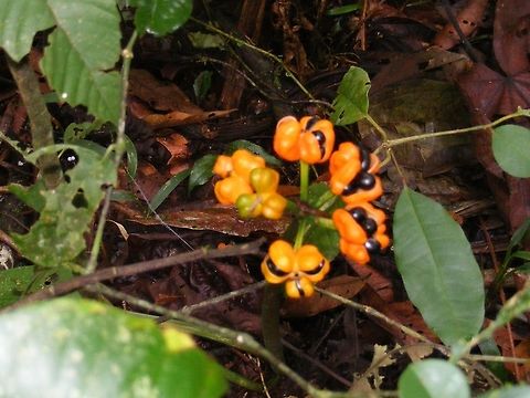 Ecuadorian fruiting plant Looks like little aliens peering at us! April,Ecuador,Fall,Geotagged,Guarana,fruiting,plant,rainforest