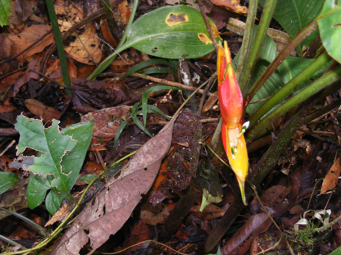plant. possibly a lobster claw. Very popular houseplant, nice to see it growing wild. Ecuador,Fall,Geotagged,rainforest,riverbank