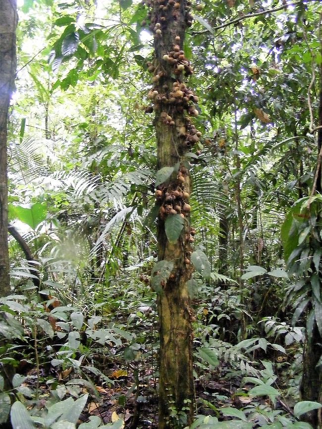 strange fruit or strange fungi? spotted on the banks of a tributary of the River Nappa Ecuador,Fall,Geotagged,Nappa River,tree