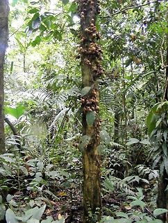 strange fruit or strange fungi? spotted on the banks of a tributary of the River Nappa Ecuador,Fall,Geotagged,Nappa River,tree
