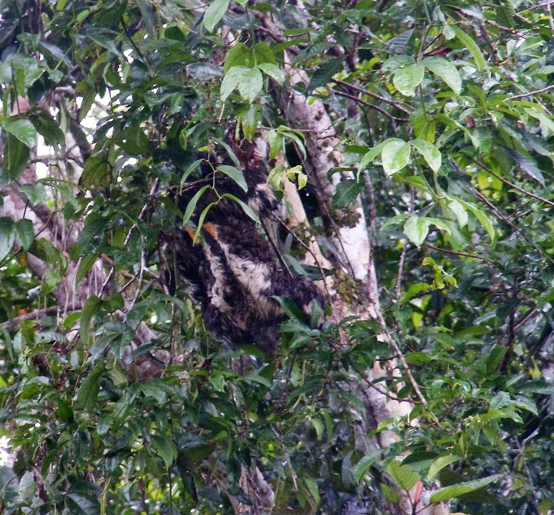 sloth watching me watching him! Another shot taken with the zoom lens as we drifted past. Bradypus variegatus,Brown-throated sloth,Ecuador,Ecuador Sloth April,Fall,Geotagged,Spring