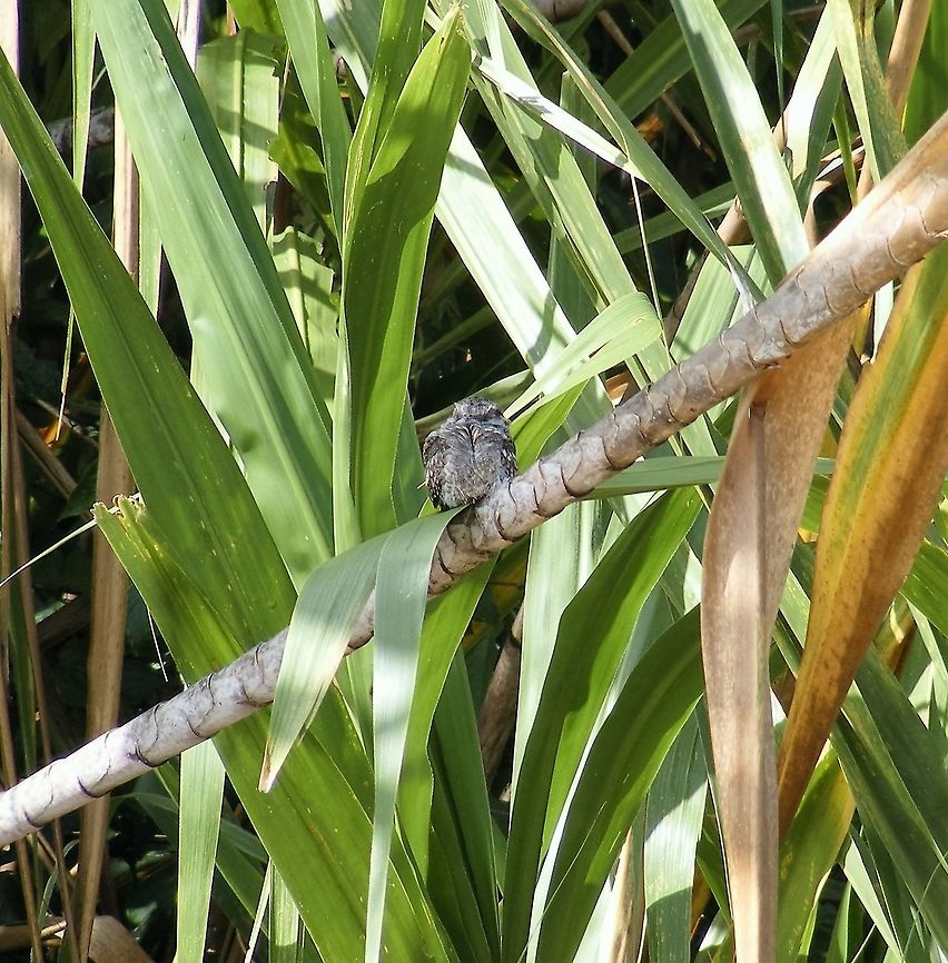 small brown bird Taken when drifting past on a canoe between Ecuador and Peru in April 2009 Ecuador,Fall(April),Geotagged
