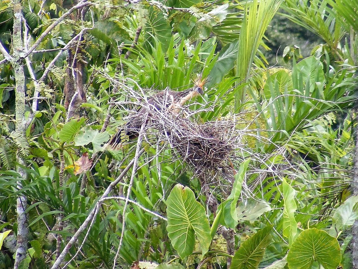 Local Name is Stinky Turkey! Our guides called this fairly widespread bird a stinky Turkey. Somewhere in my lists I have the correct name which I will find soon! Ecuador,Fall,Geotagged,Hoatzin,Opisthocomus hoazin