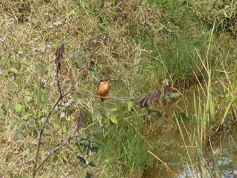 A beautiful sighting Looking for dinner? Antsirabe,Corythornis vintsioides,Geotagged,Madagascar,Malagasy kingfisher,Winter,rice paddy