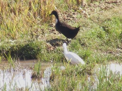 Egret and Duck?Two ducks? could they be an egret and a moorhen? Geotagged,Madagascar,Winter,rice paddy,water birds