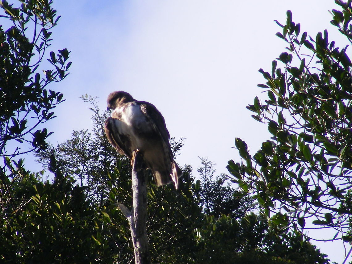 Madagascan Buzzard A medium sized raptor similar to a Madagascan cuckoo hawk, but with more white colouring  on front  Buteo brachypterus,Geotagged,Madagascar,Madagascar Buzzard,Winter
