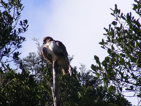 Madagascan Buzzard A medium sized raptor similar to a Madagascan cuckoo hawk, but with more white colouring  on front  Buteo brachypterus,Geotagged,Madagascar,Madagascar Buzzard,Winter
