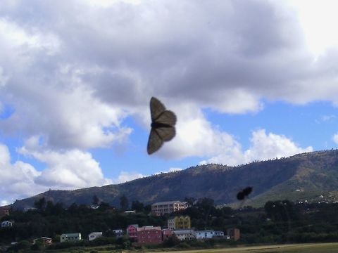 small brown moth small moth, underside view, taken on window in restaurant in Madagascar Geotagged,Madagascar,Winter,moth