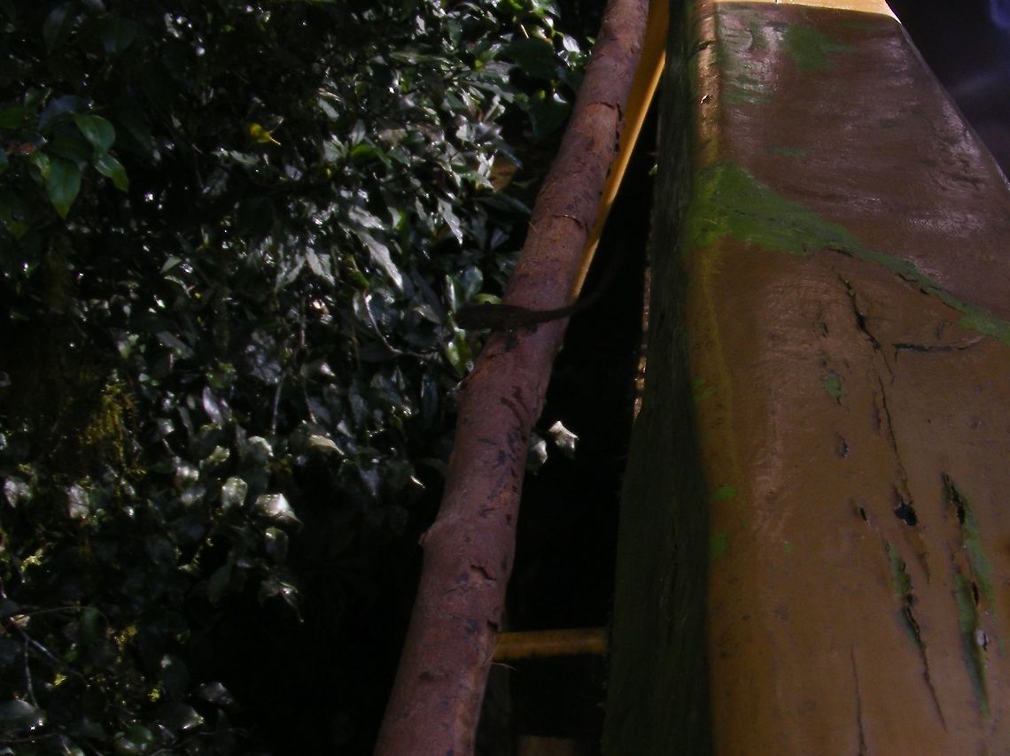 tiny one Here he isagain Satanic Leaf Tailed Gecko,Uroplatus phantasticus