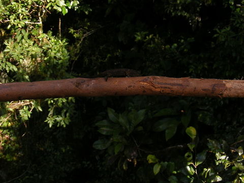 Chameleon So tiny, very hard to see.   Geotagged,Madagascar,Winter