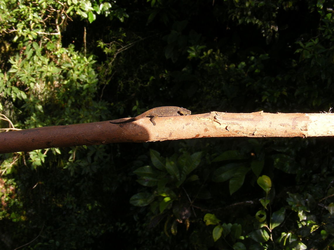 Tiny chameleon Found by our guide. He thought it was a baby. It was tiny.  Chameleon,Geotagged,Madagascar,Winter,rainforest,winter