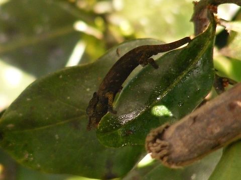 Tiny chameleon They said it was a satanic leaf baby, but is it? Calumma fallax,Madagascar,Setam Lodge