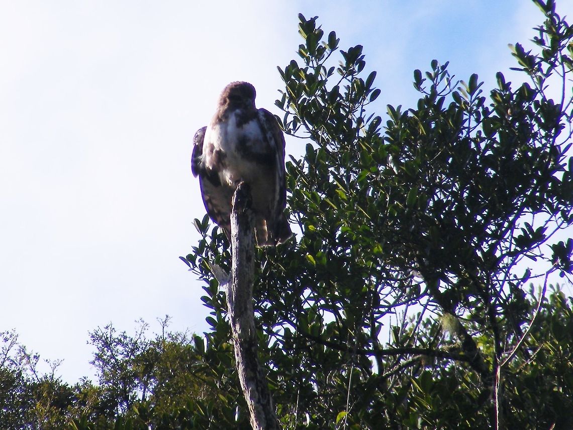 Madagascar Buzzard Another view, perching on 'his' tree  Buteo brachypterus,Geotagged,Madagascar,Madagascar Buzzard,Winter