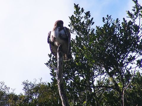 Madagascar Buzzard Another view, perching on 'his' tree  Buteo brachypterus,Geotagged,Madagascar,Madagascar Buzzard,Winter